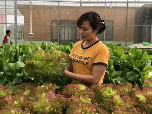 Chuyện lạ ở Thanh Hóa: Không cần đất, rau vẫn tốt ngời ngời
