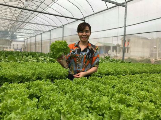 Chuyện lạ ở Thanh Hóa: Không cần đất, rau vẫn tốt ngời ngời